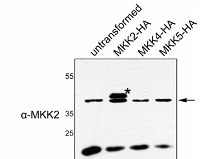 MKK2 | Mitogen-activated protein kinase kinase 2 in the group Antibodies Plant/Algal / Plant Developmental Biology / Plant Signal Transduction at Agrisera AB (Antibodies for research) (AS15 2905)